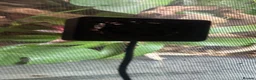 Frog reptiles for sale: RETF in an Exo Terra 60x60x45 Bioactive Terrarium in Tadley - Advert 9