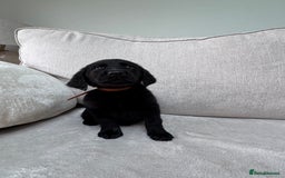 Mixed Breed dogs for sale: 🐾 🧸 *Ready Saturday* Beautiful Doodles 💕🐾 - Image 27