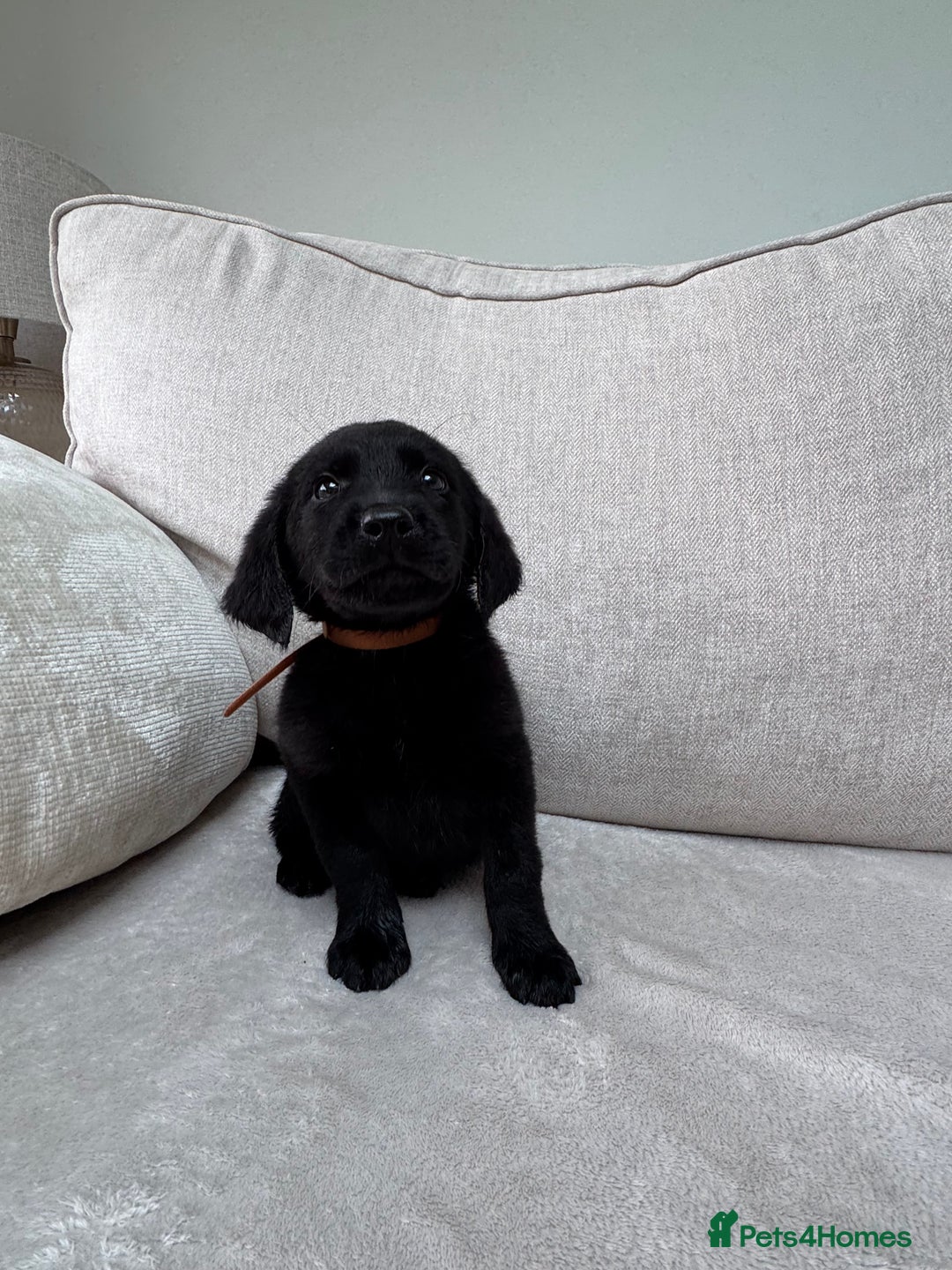 Mixed Breed dogs for sale: 🐾 🧸 *Ready Saturday* Beautiful Doodles 💕🐾 - Image 27