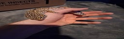 Leopard Gecko reptiles for sale: £20 Leopard geckos - Advert 6