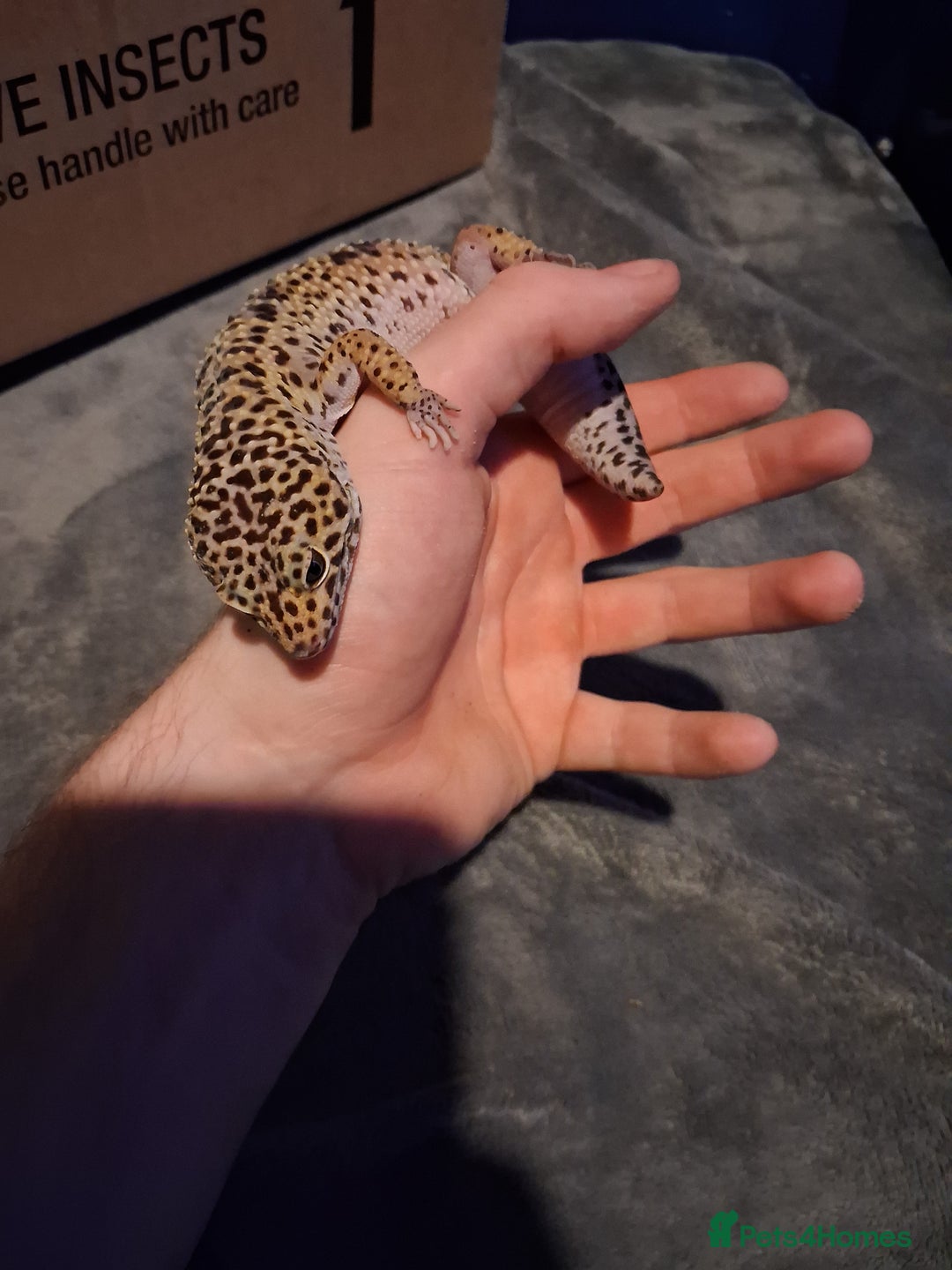 Leopard Gecko reptiles for sale: £20 Leopard geckos - Advert 6