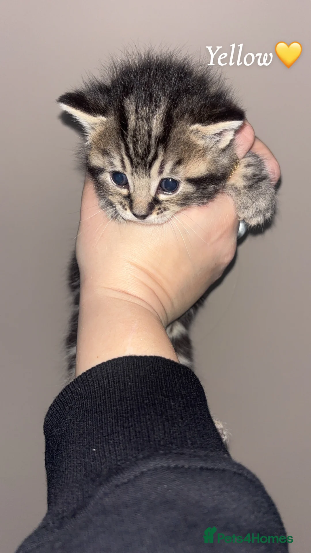 Mixed Breed cats for sale: 1:4 Mainecoon kittens  - Advert 13