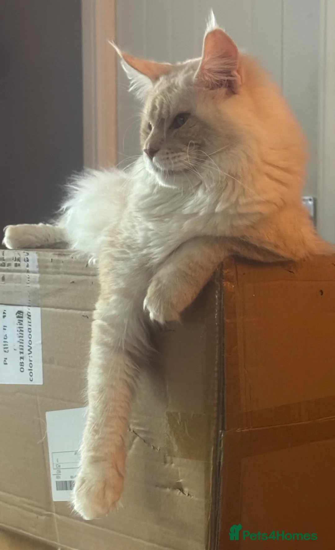 Maine Coon cats for sale: Full pedigree, Shaded Maine Coon boys - Advert 7