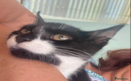 Mixed Breed cats for sale: Calico tabby cross  - Image 1