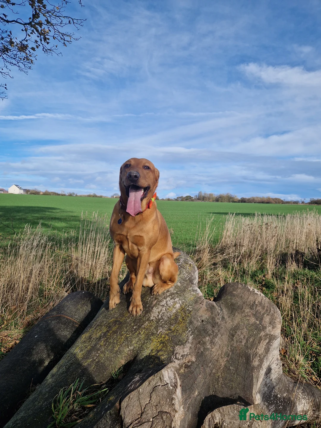 Mixed Breed dogs for stud: Male Dog for Stud - Advert 1