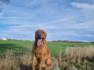 Mixed Breed dogs Male Dog for Stud - Advert 1