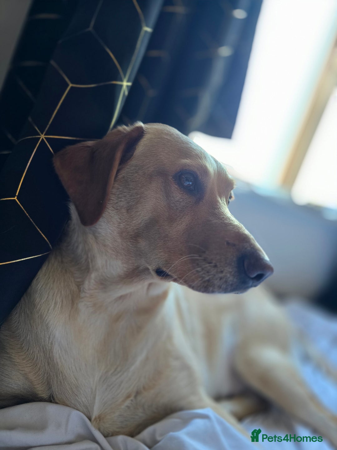 Labrador Retriever dogs for sale: Nova our bouncy young lady - Image 2