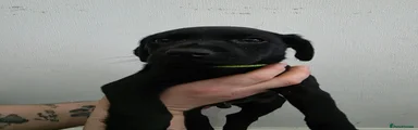 Lime collar male
