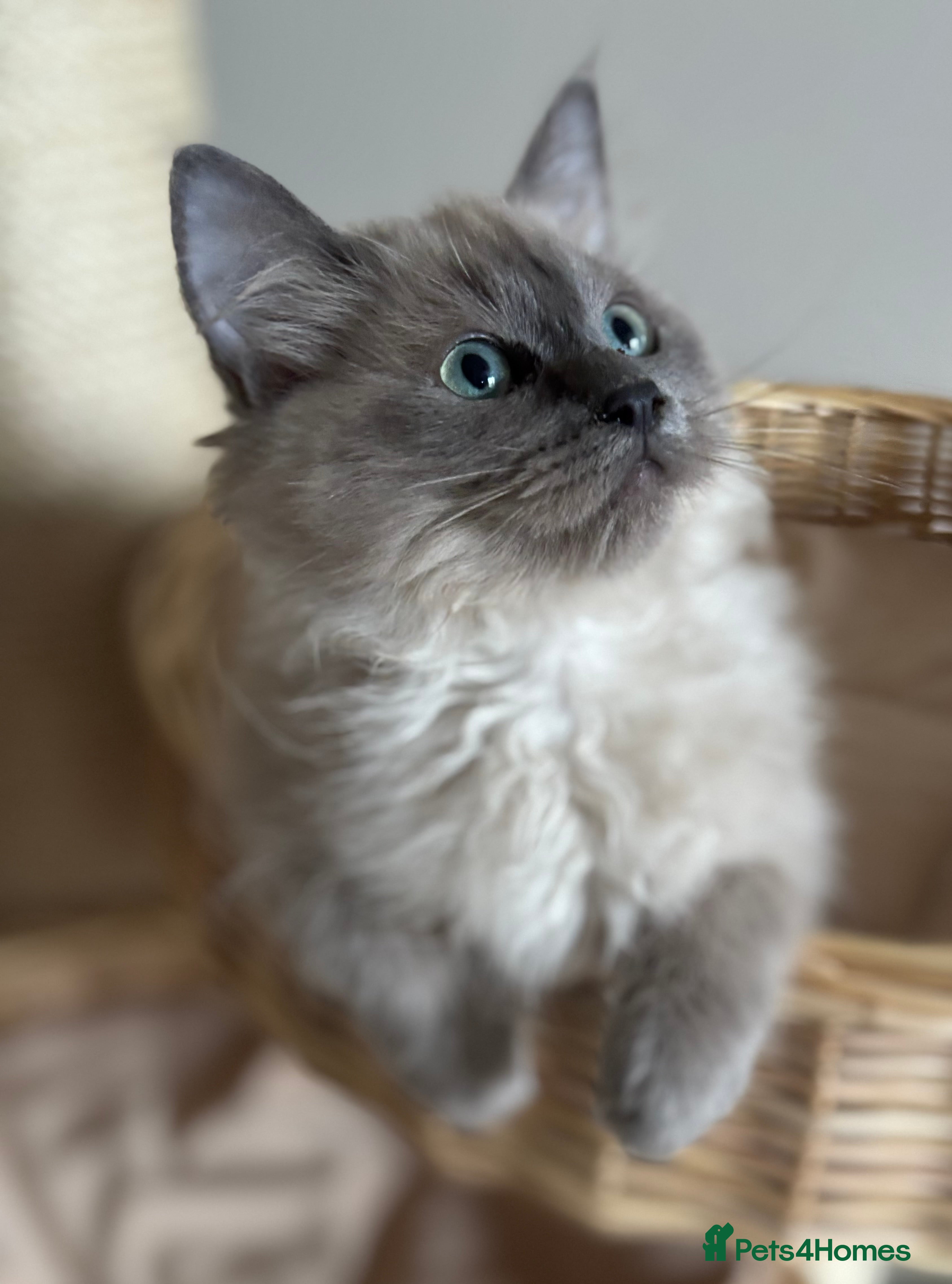 Ragdoll cats  blue mink colourpoint boy 💙 reduced   - Advert 3