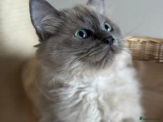 Ragdoll cats blue mink colourpoint boy 💙 reduced - Advert 2