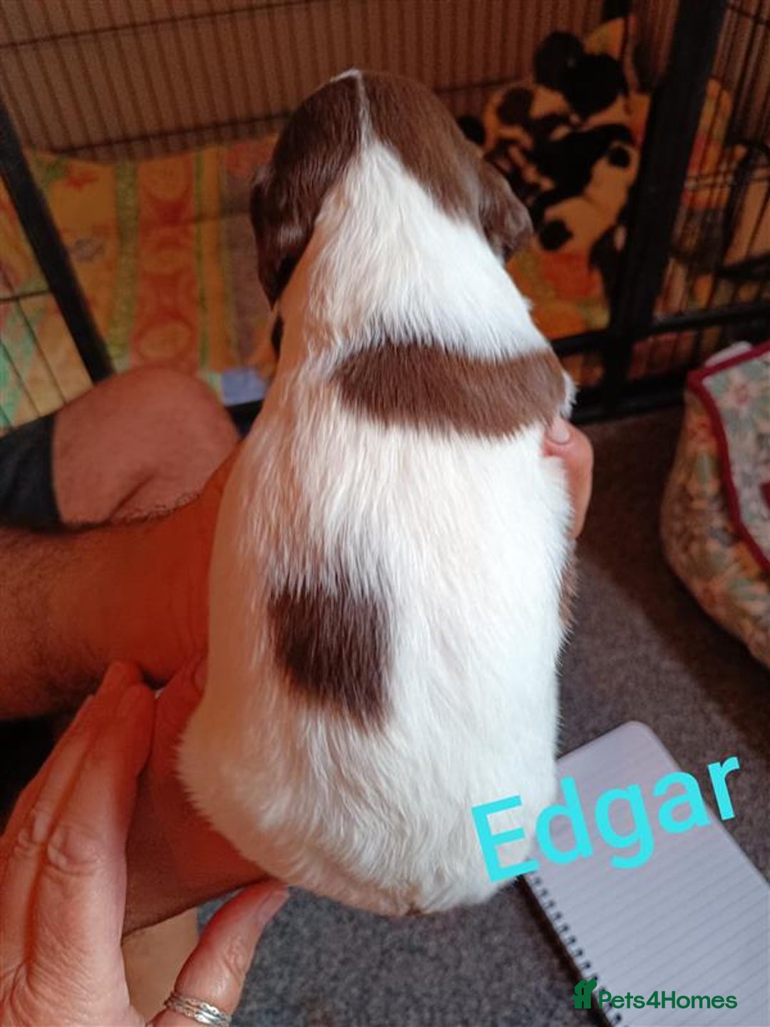 English Springer Spaniel dogs for sale: Working bred KC English Springer Spaniels puppies  - Image 6