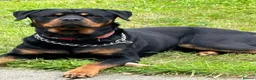 Rottweiler dogs for stud: Stud dog  - Advert 2