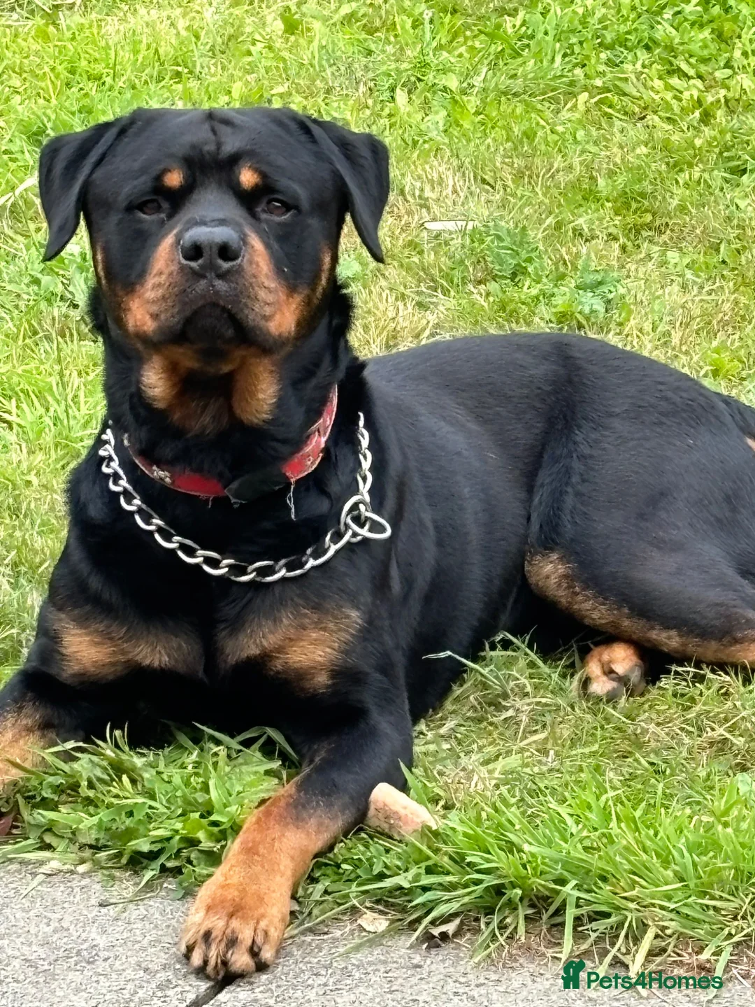 Rottweiler dogs for stud: Stud dog  - Advert 2