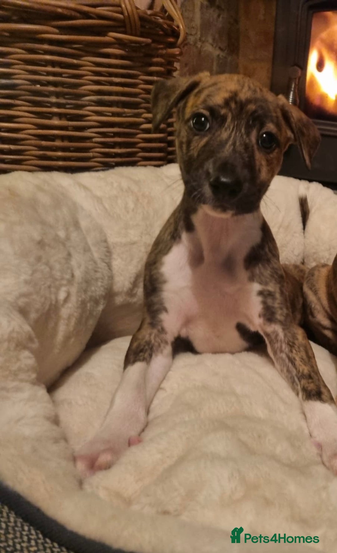 Lurcher dogs for sale: Stunning lurcher puppy’s  - Advert 10
