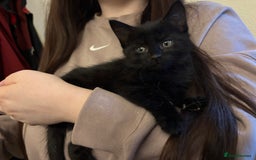 Domestic Shorthair cats for sale: 3 adorable girls left! - Image 6
