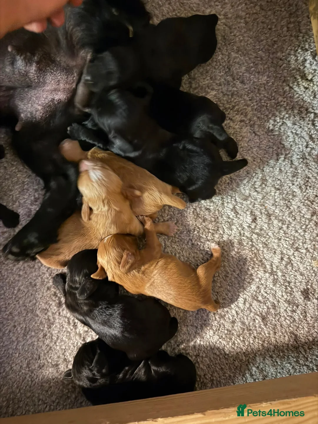 Cocker Spaniel dogs for sale: Legally docked KC cockers  - Advert 10