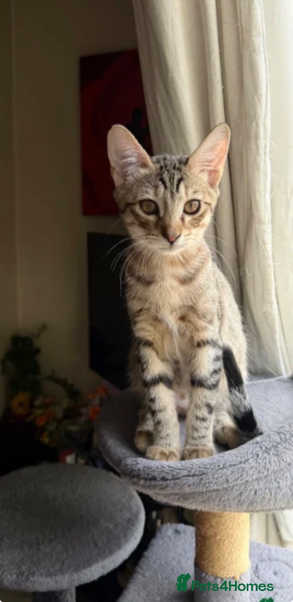 British Shorthair cats Shorthair Tabby For Sale - Advert 1