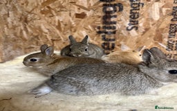 Netherland Dwarf rabbits for sale: Netherlands, Rex’s, californians ready to go - Image 9