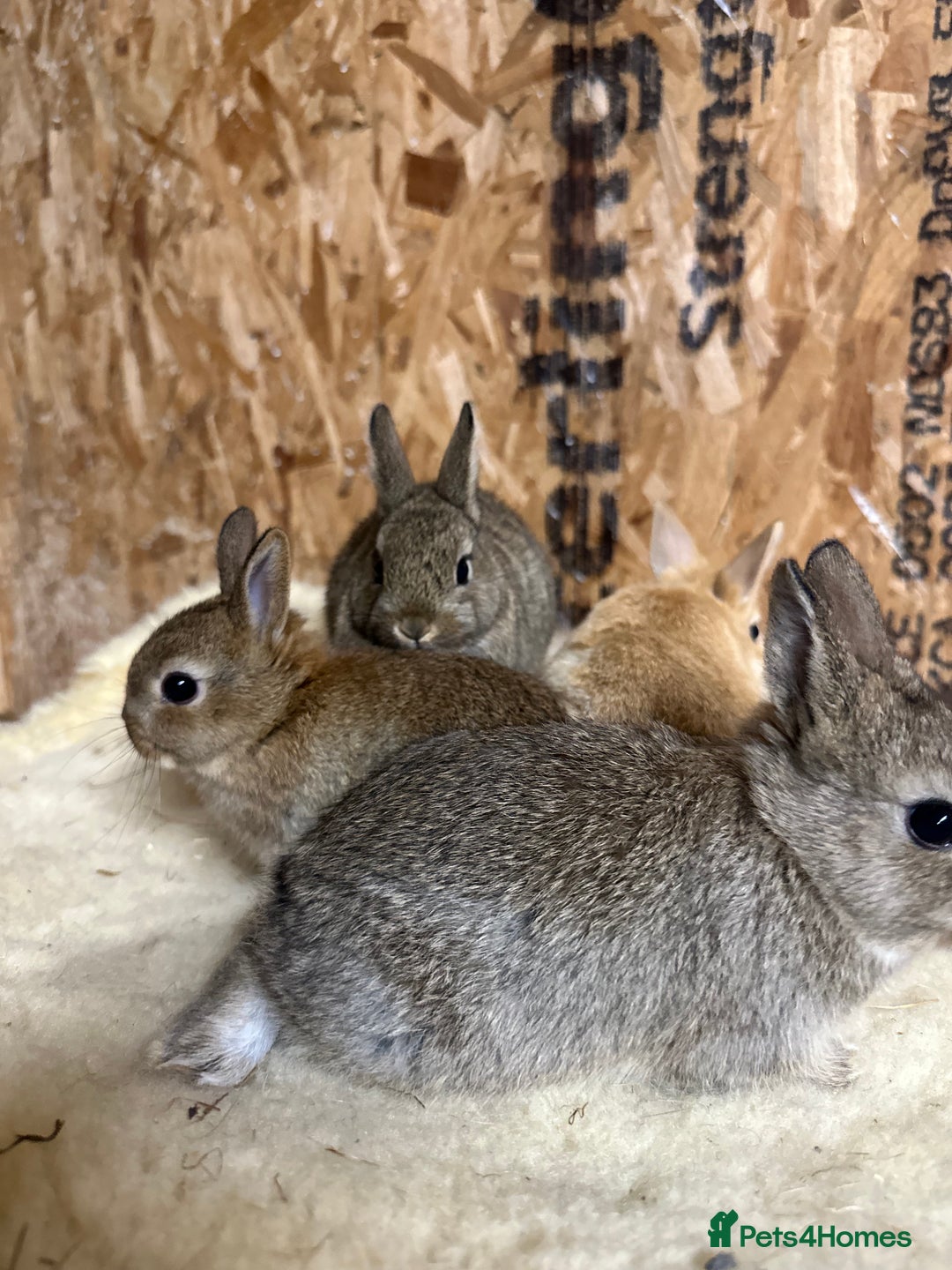 Netherland Dwarf rabbits for sale: Netherlands, Rex’s, californians ready to go - Image 9