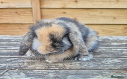 Mini Lop rabbits for sale: Baby mini lops - Image 4