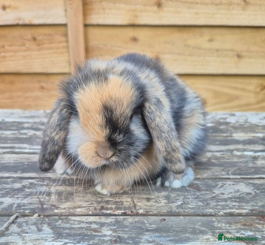 Mini Lop rabbits for sale: Baby mini lops - Image 4