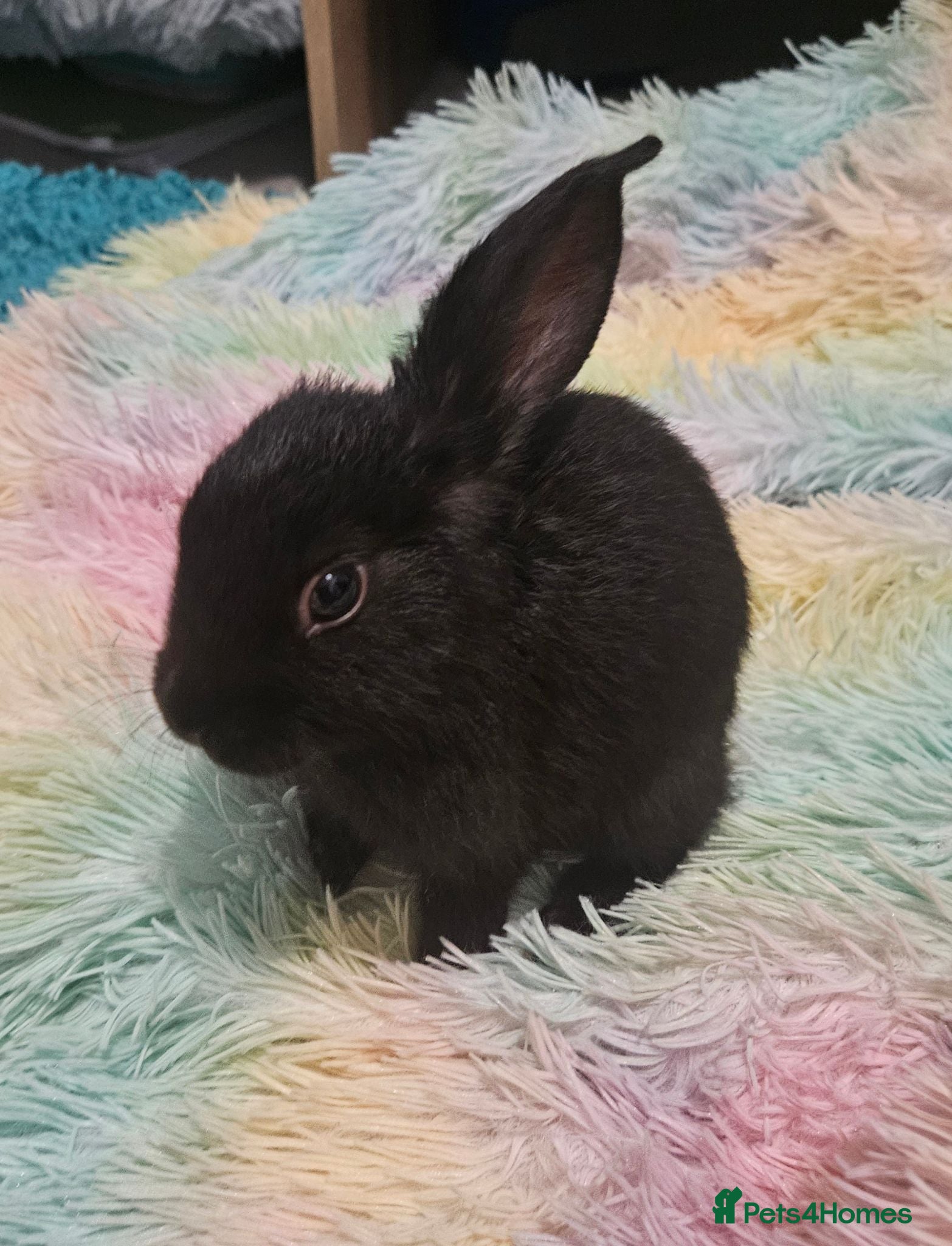 Mini Lop rabbits Baby Lop rabbit for sale to loving home - Advert 2