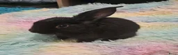 Mini Lop rabbits for sale: Baby Lop rabbit for sale to loving home - Advert 2