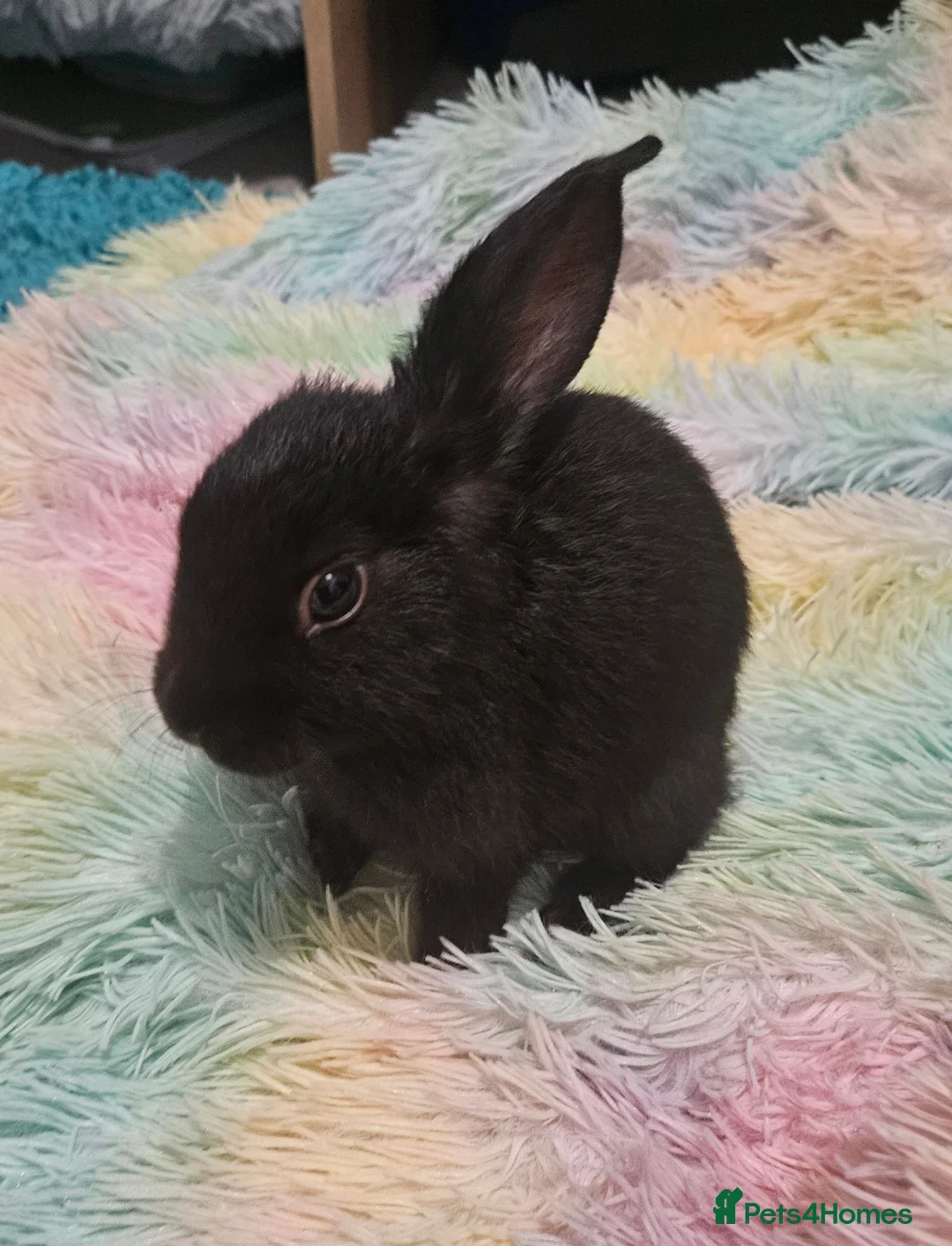 Mini Lop rabbits for sale: Baby Lop rabbit for sale to loving home - Advert 2