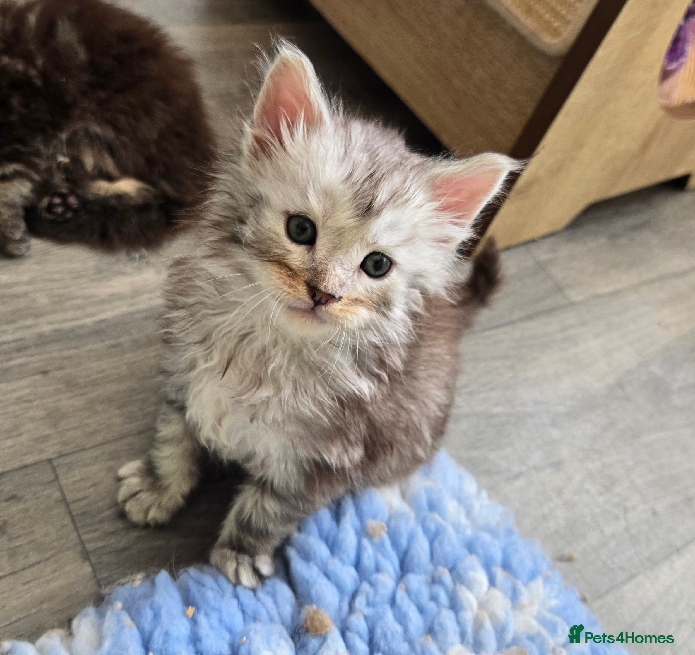 Maine Coon cats Stunning TICA Maine Coon kittens - Advert 2