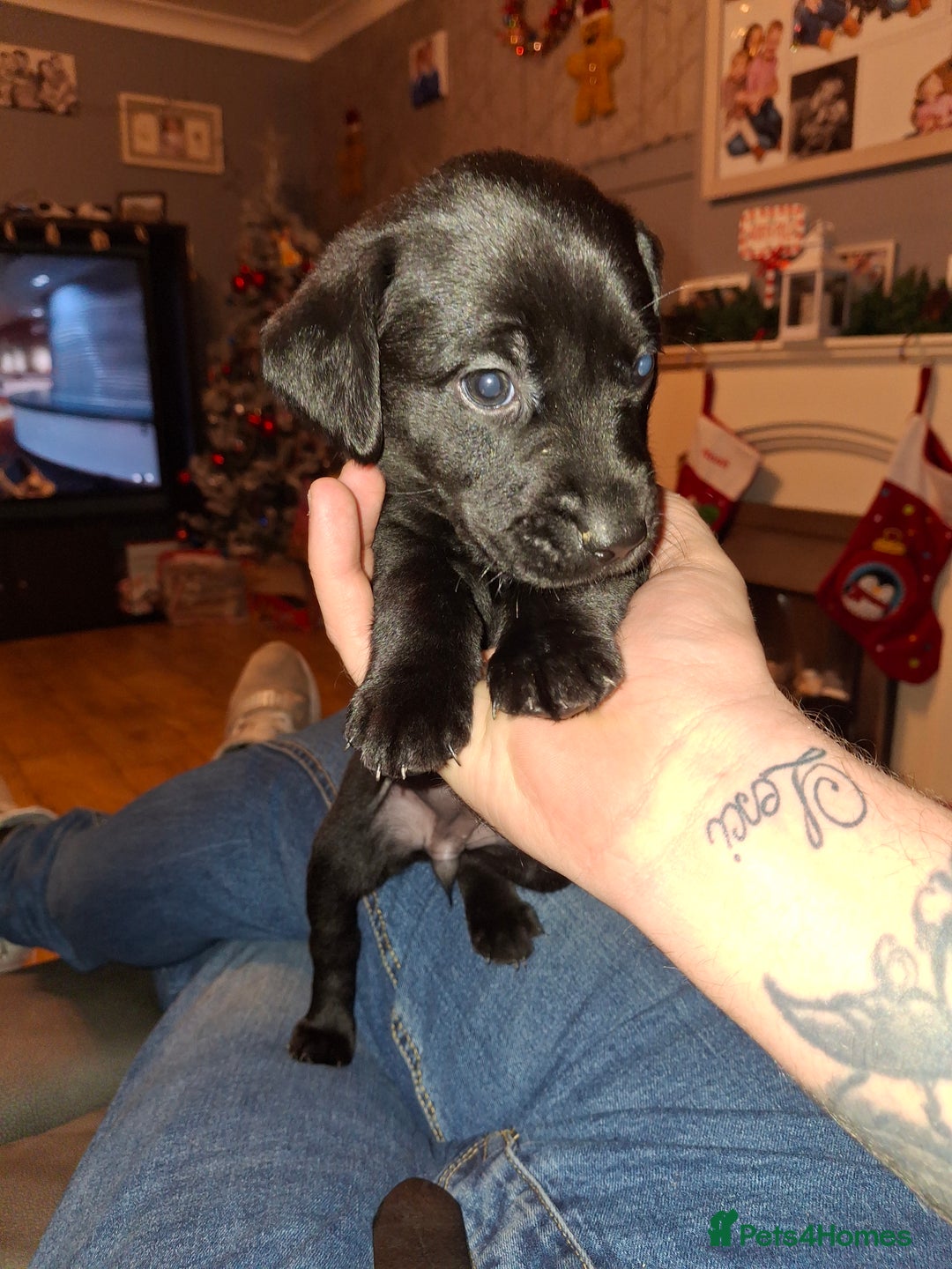 Labrador Retriever dogs for sale: Black labrador puppies - Advert 23