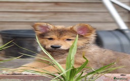 Mixed Breed dogs for sale: Shollies  in Rochdale - Image 9