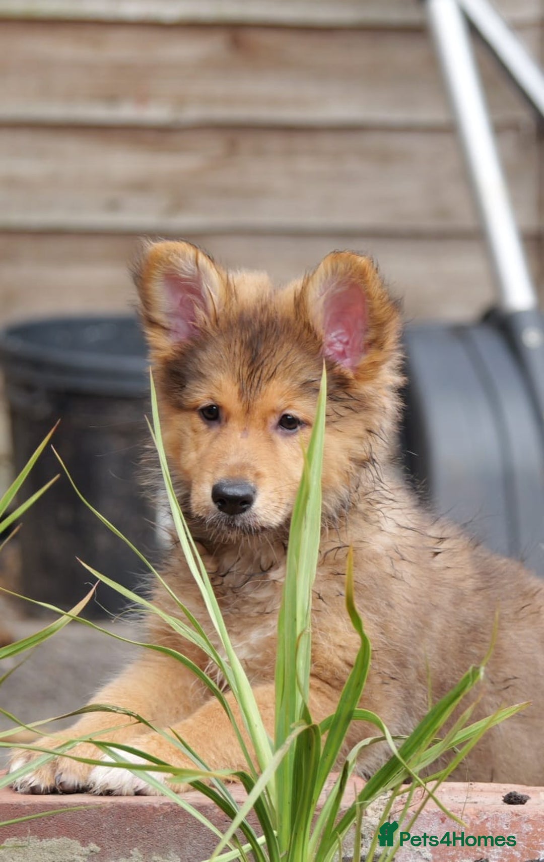 Mixed Breed dogs for sale: Shollies  in Rochdale - Image 9