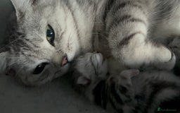 British Shorthair cats for sale: GCCF British Shorthair Silver Kittens - Image 6
