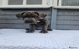 Cane Corso dogs for sale: Italian cane corso puppies  - Image 15