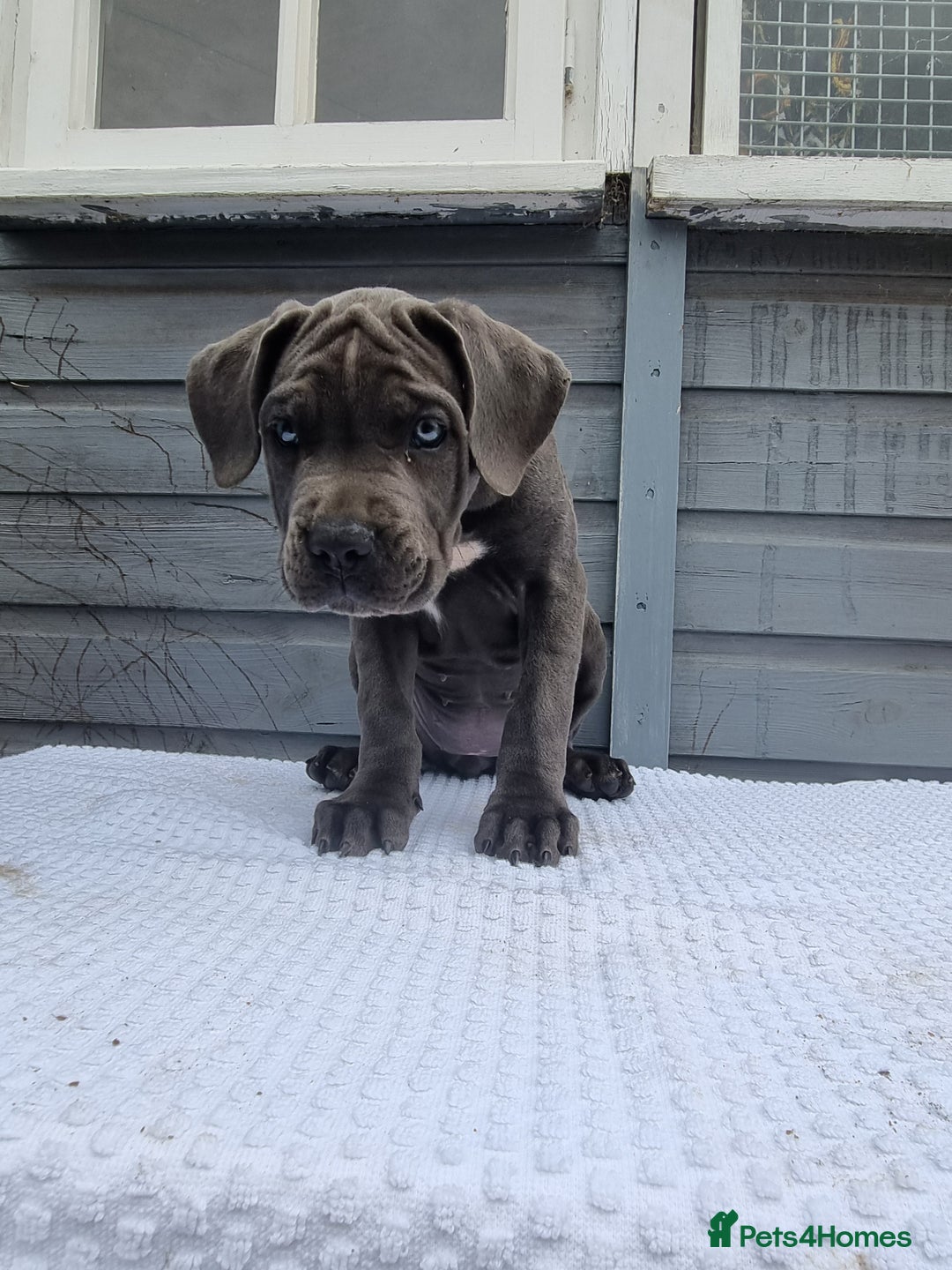 Cane Corso dogs for sale: Italian cane corso puppies  - Image 15