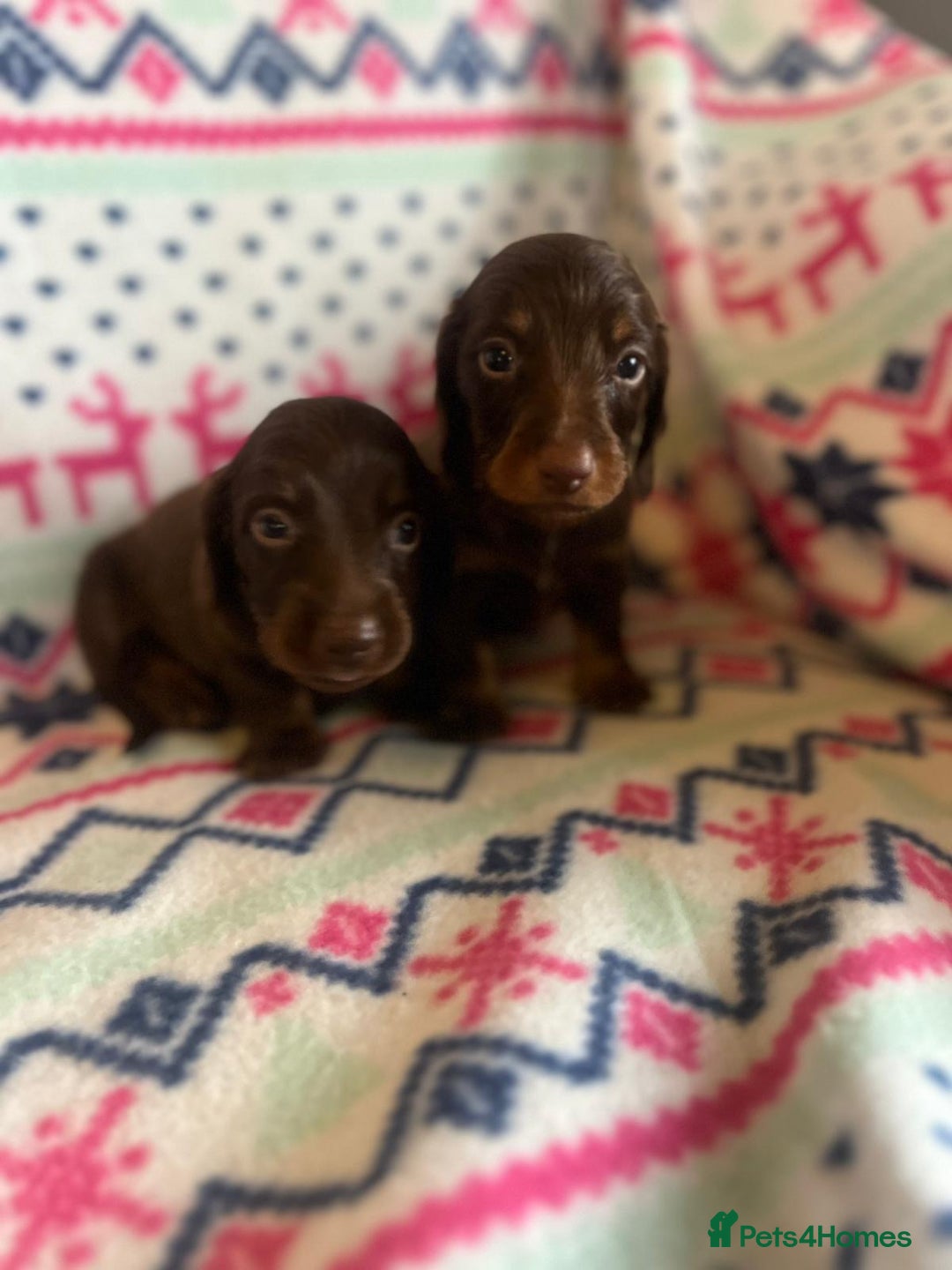 Miniature Dachshund dogs for sale: Miniature dachshund puppies  - Advert 13