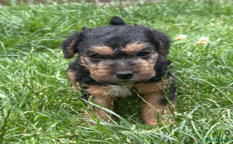 Mixed Breed dogs - Advert 3