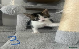 Mixed Breed cats for sale: 5 Beautiful kittens looking for homes - Image 5