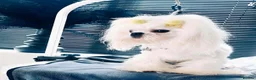 Maltese dogs for stud: Exceptional Korean Maltese stud - Advert 3