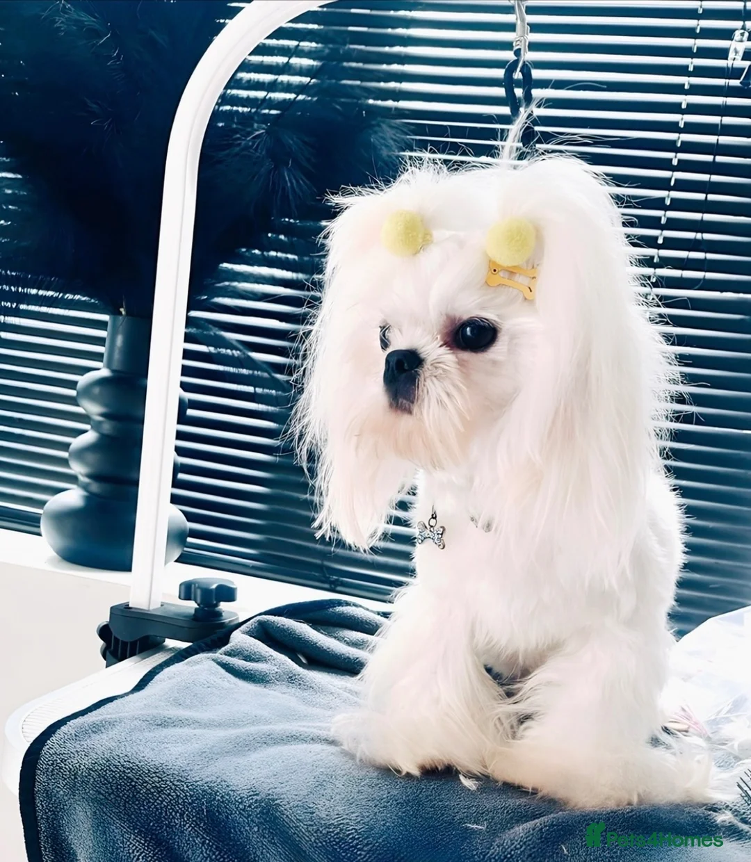 Maltese dogs for stud: Exceptional Korean Maltese stud - Advert 3