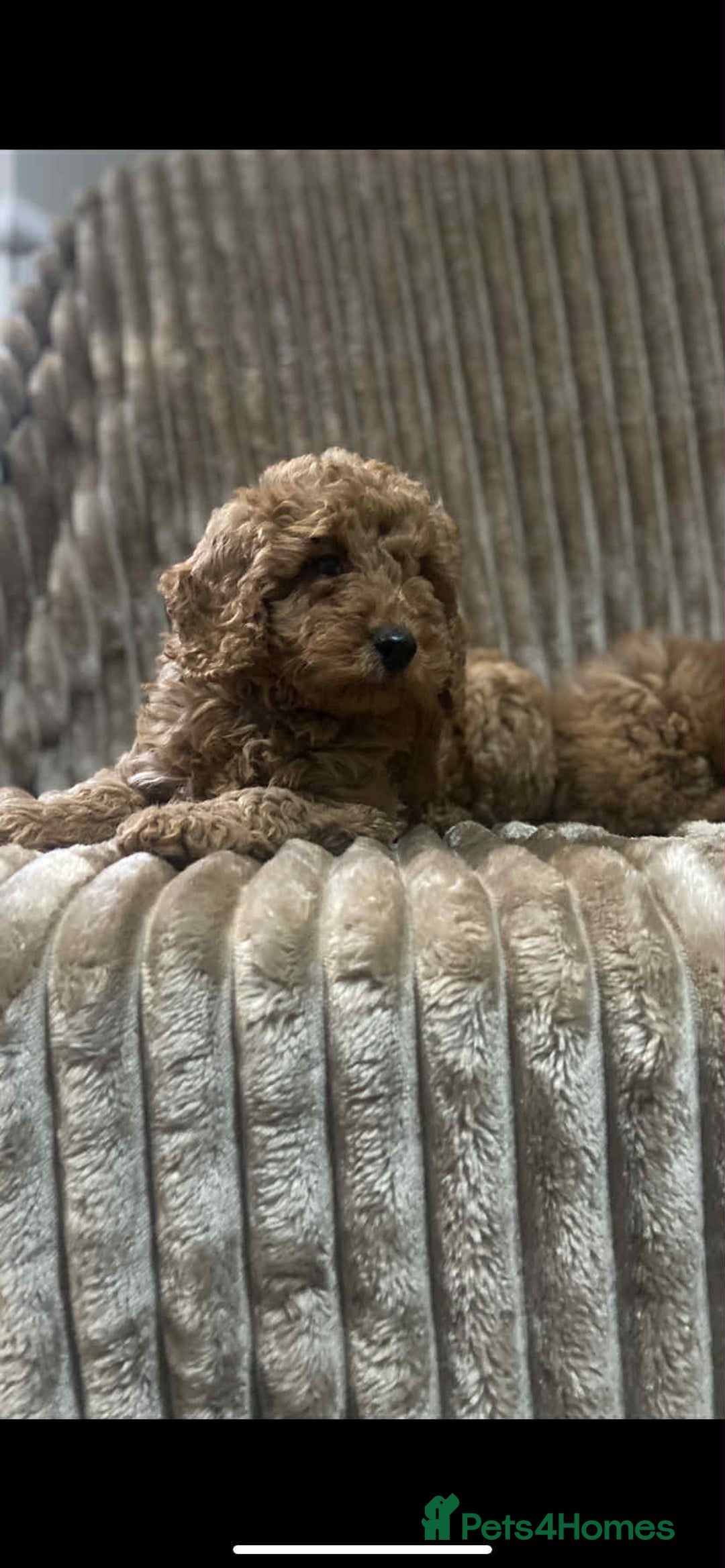 Cockapoo dogs for sale: Beautiful cockapoo’s - Image 11
