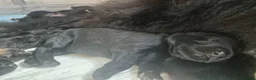 German Shepherd dogs for sale: German Shepherd Puppies Seeking New Humans - Advert 4