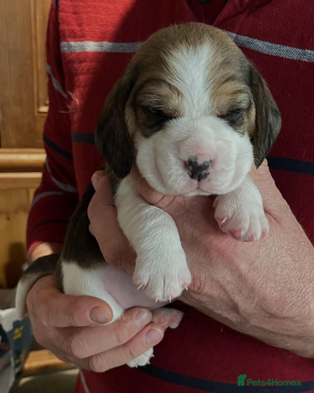 Beagle dogs for sale: Champion Bred Puppies (KC Reg) - Advert 15