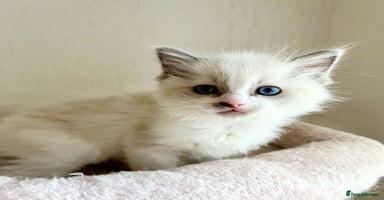 Ragdoll cats - Advert 13