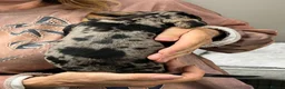 Miniature Dachshund dogs for sale: Top Quality KC Reg PRA Clear Mini Dachshunds - Advert 13