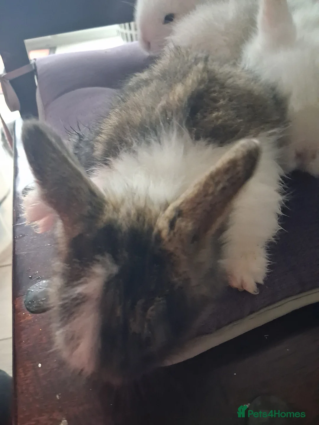 Lionhead rabbits for sale: 🐰 Beautiful Lionhead Rabbits for Sale 🐰 - Advert 11