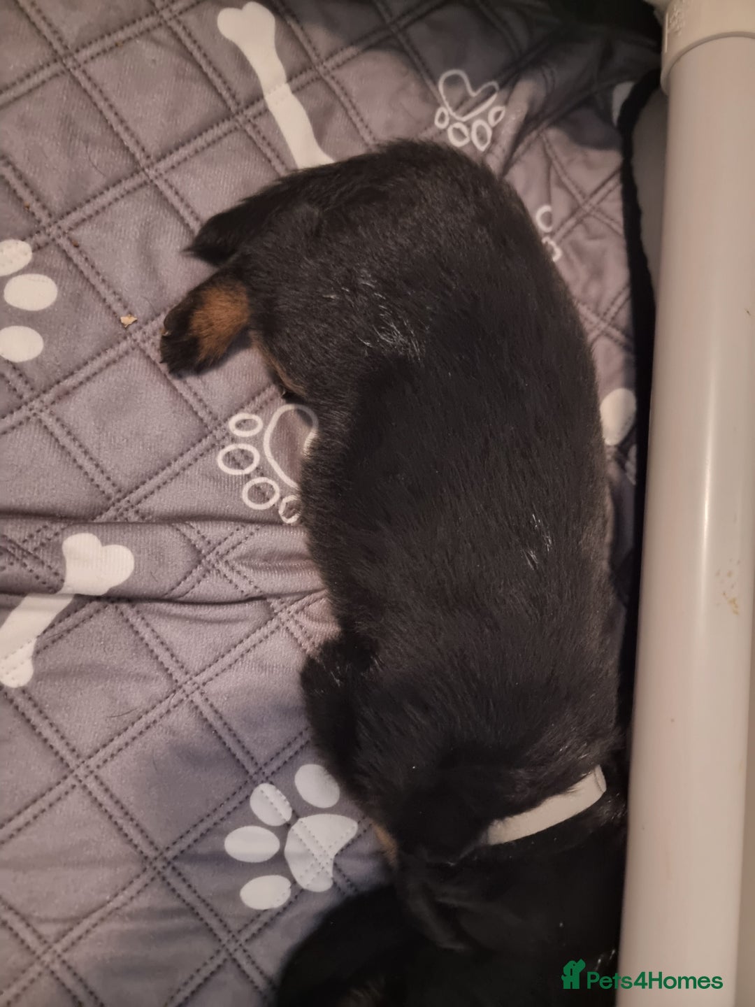 Rottweiler dogs for sale: Rottweiler  - Image 12