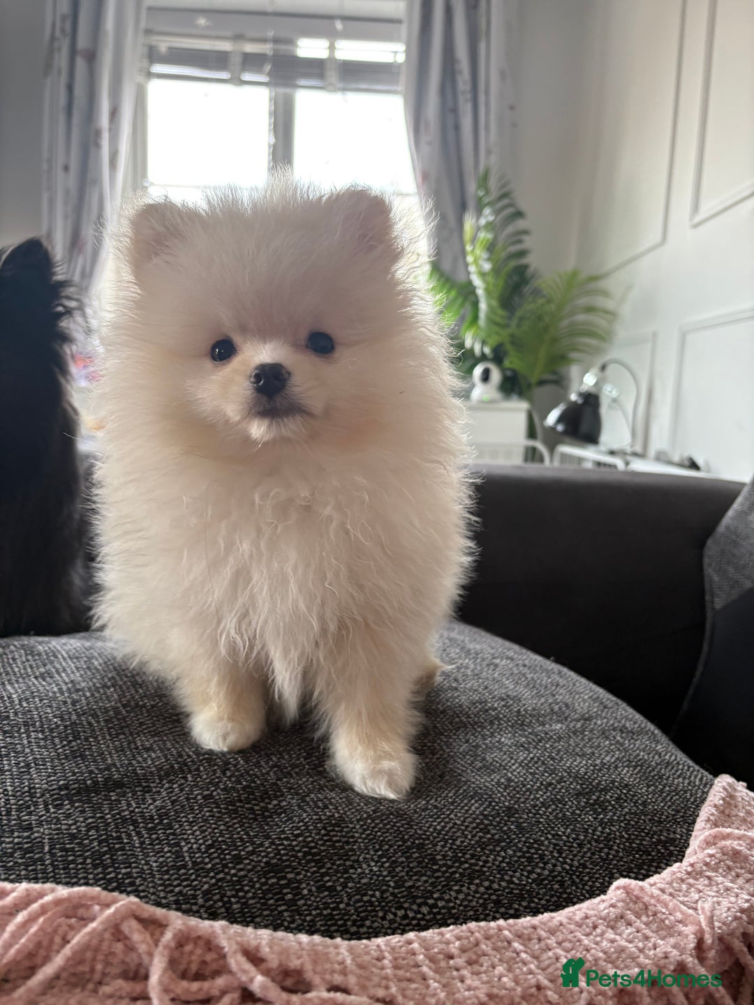 Pomeranian dogs for sale: Last Boy left! Pomeranian Pup - Advert 3