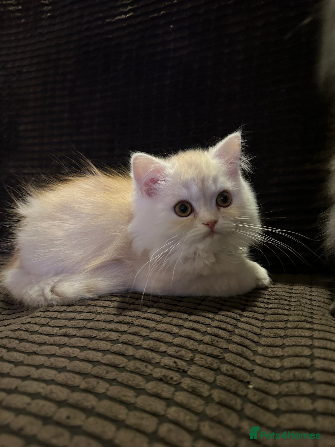 Persian cats for sale: 2 gorgeous cuddly Persian baby boys💙 - Advert 17