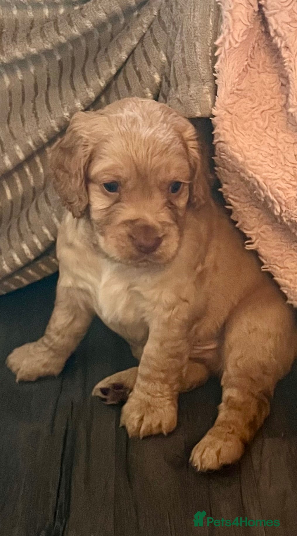 Cocker Spaniel dogs Pedigree Cocker Spaniel Puppies For Sale  - Advert 1